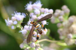 Image of Texas Wasp Moth