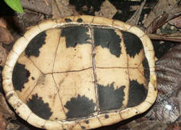 Image of Bourret’s Box Turtle