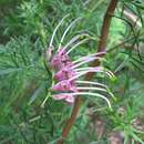 Imagem de Grevillea rivularis L. A. S. Johnson & Mc Gillivrav