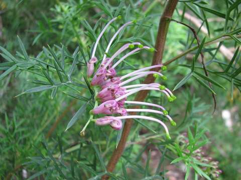 Imagem de Grevillea rivularis L. A. S. Johnson & Mc Gillivrav