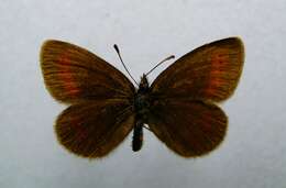 Image of Lesser Mountain Ringlet