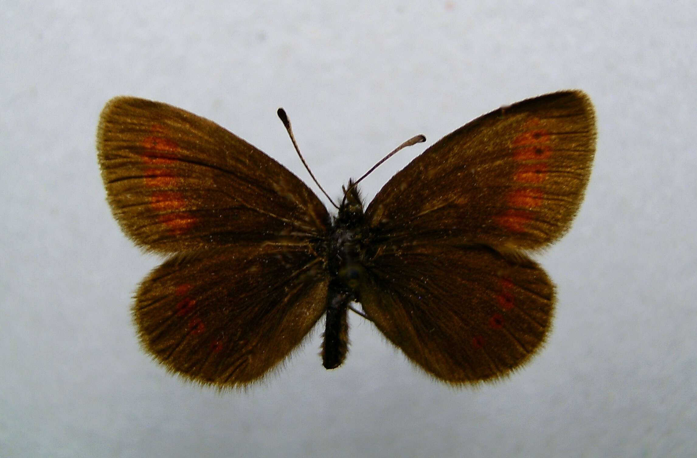 Image of Lesser Mountain Ringlet