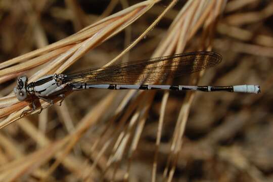 Imagem de Argia vivida Hagen ex Selys 1865