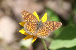 Image of Phyciodes graphica