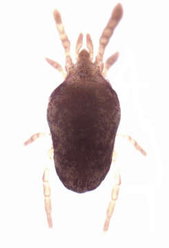 Imagem de Microtrombidiidae