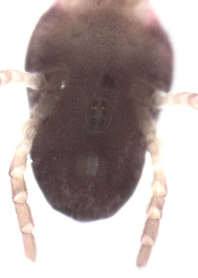 Image de Microtrombidiidae