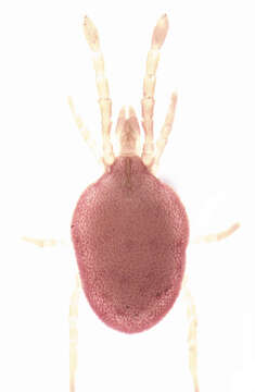 Image of micro velvet mites