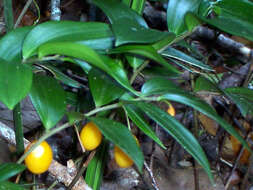 Image of Drymophila moorei Baker