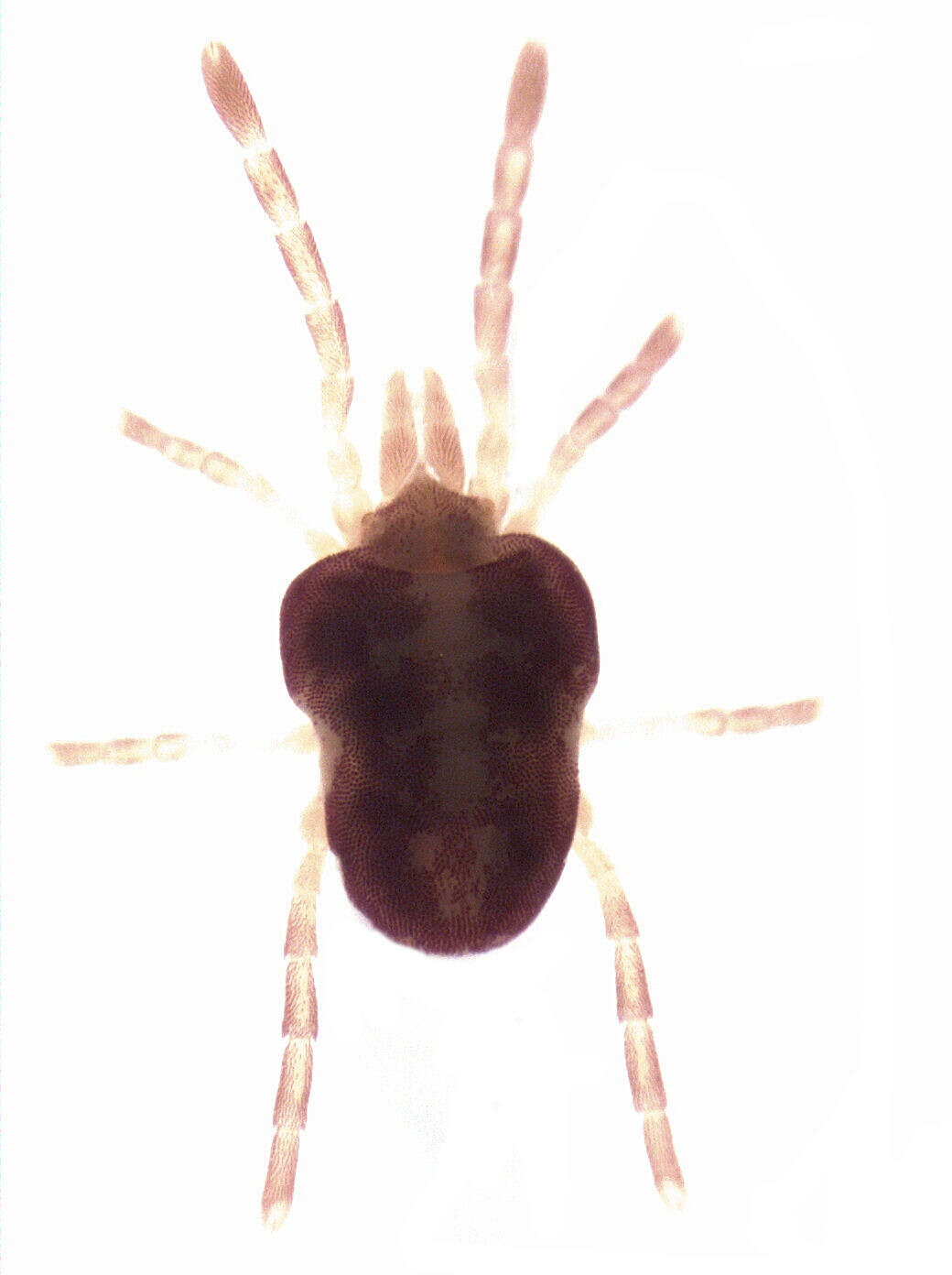 Sivun Microtrombidiidae kuva