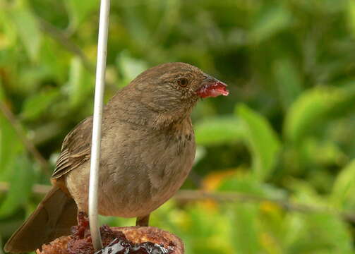 Image of California Towhee