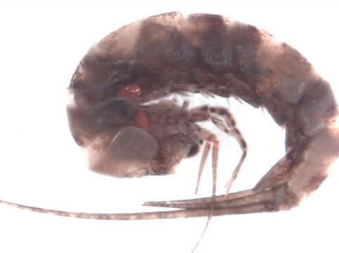 Image of Parasitengona