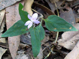 Image de Pseuderanthemum variabile (R. Br.) Radlk.