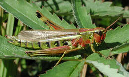 Image of Large marsh grasshopper