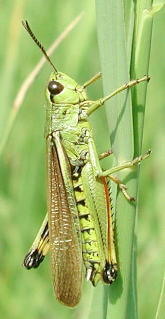 Image of Large marsh grasshopper