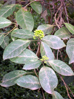 Image of Clerodendrum tomentosum (Vent.) R. Br.