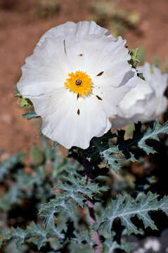 Image of crested pricklypoppy