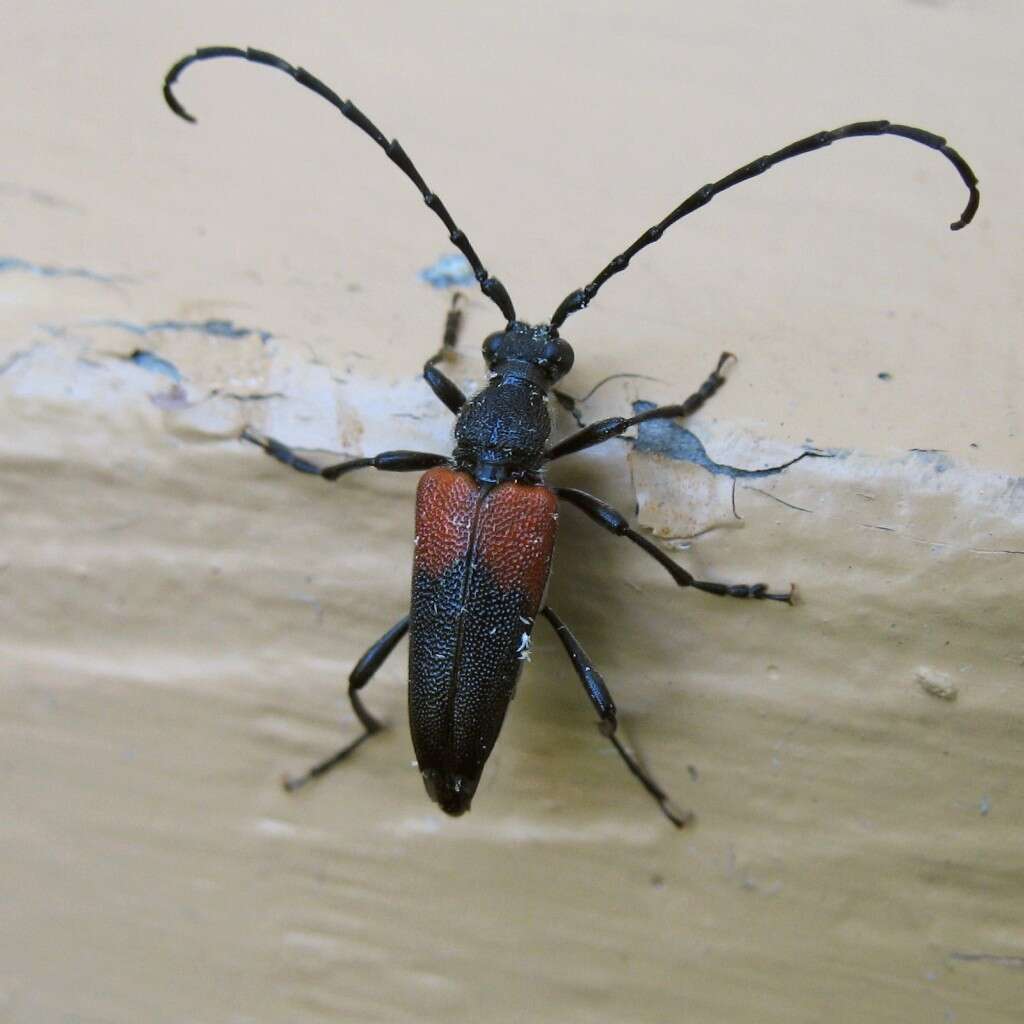 Image of Red-shouldered Pine Borer