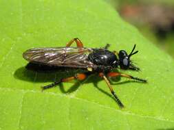 Image of Laphria sadales Walker 1849