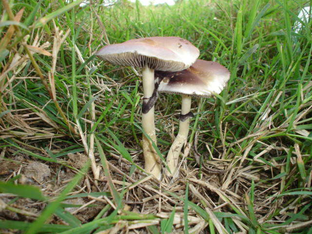 Psilocybe subcubensis Guzmán 1978的圖片