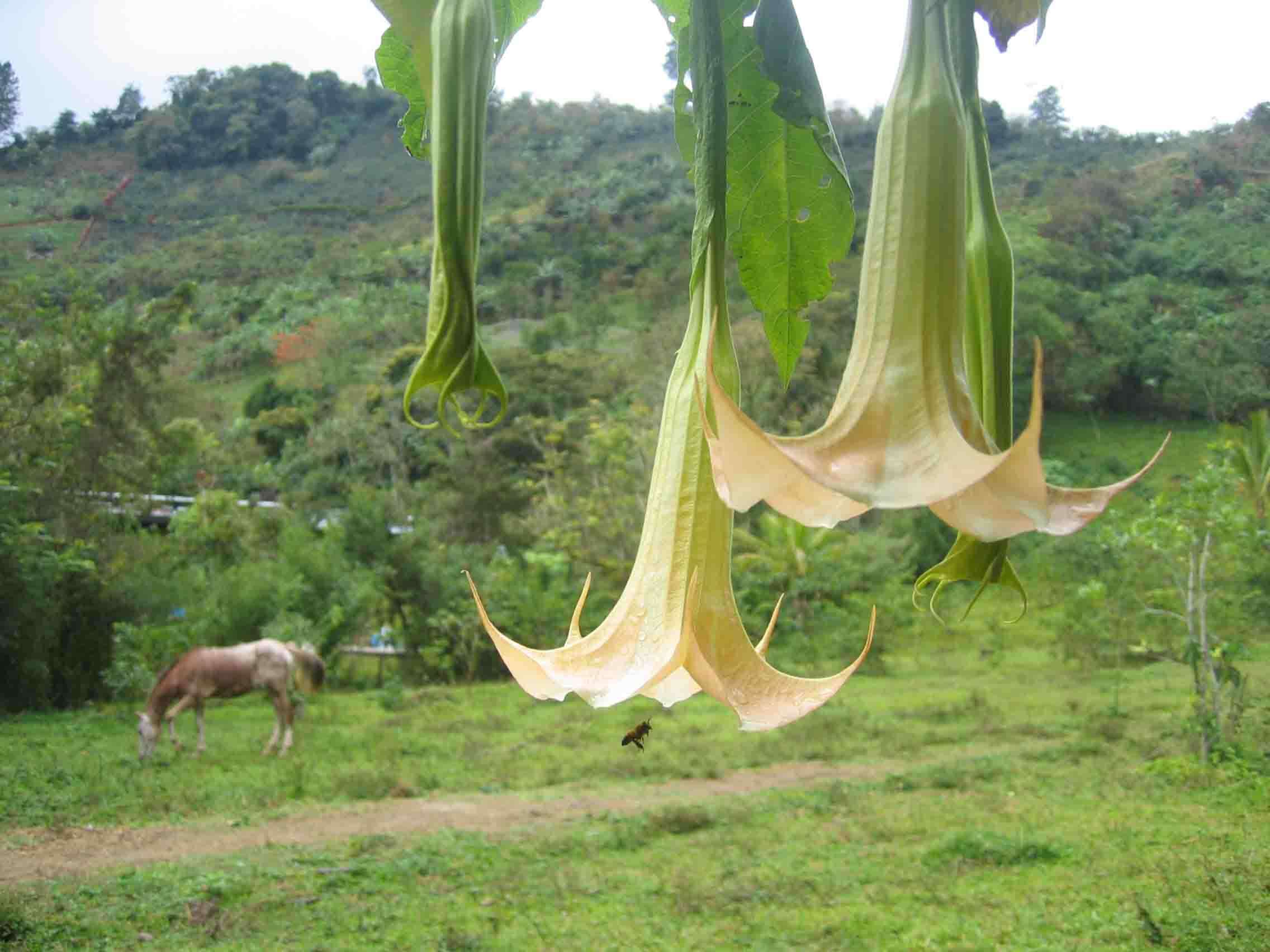 Image of arborescent angel's-tears