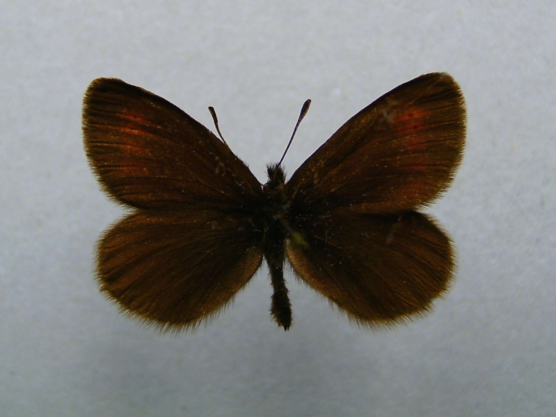 Image of Eriphyle Ringlet