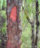 Plancia ëd Persoonia longifolia R. Br.