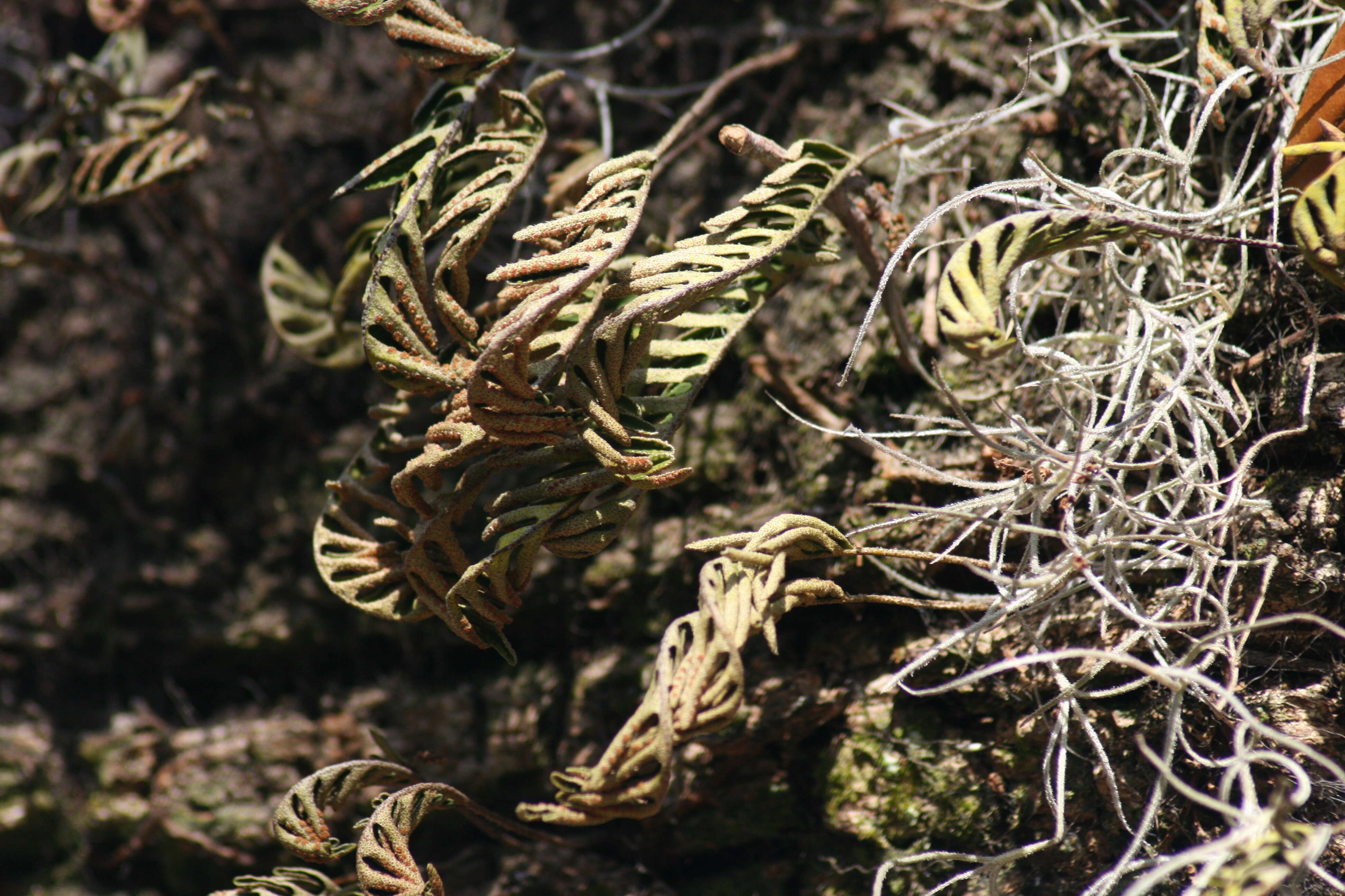 Image of resurrection fern