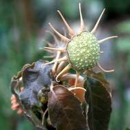 Image of Foetid Dorstenia