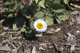 Image of Blochman's erigeron