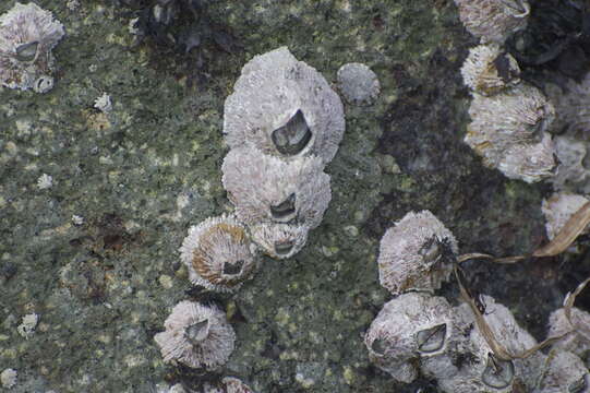 Image of thatched barnacle