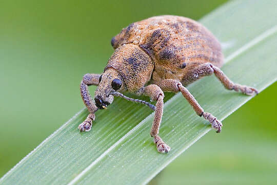 Image of Eucalyptus Snout Beetle