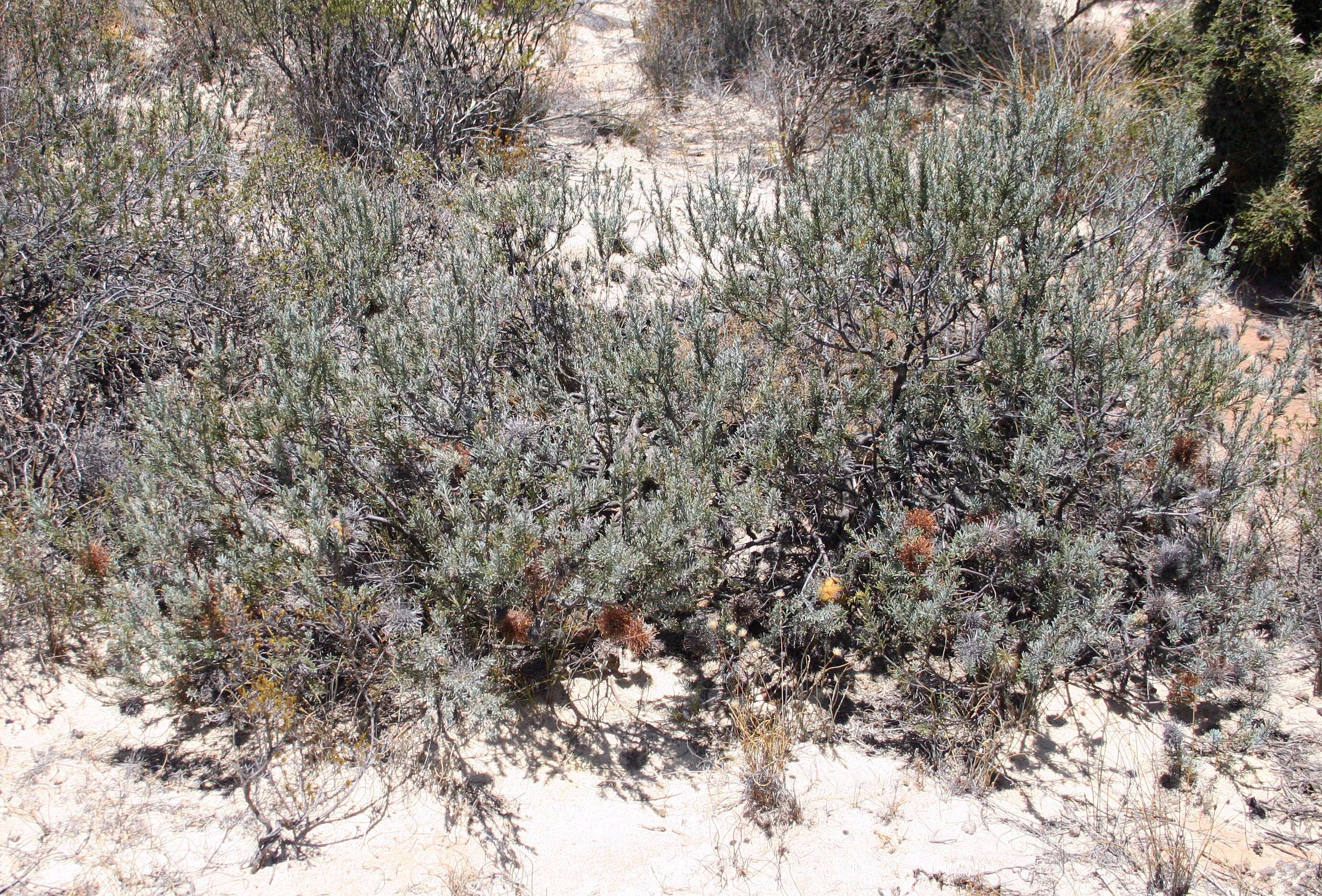 Image of Banksia violacea C. A. Gardner