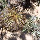 Image of Banksia violacea C. A. Gardner