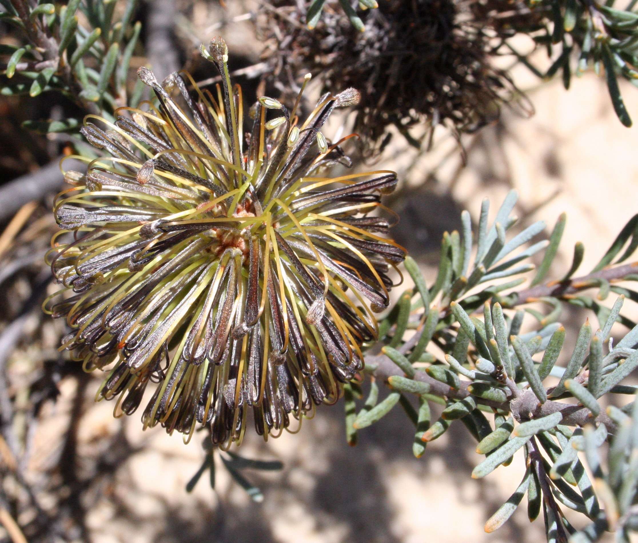 Image of Banksia violacea C. A. Gardner