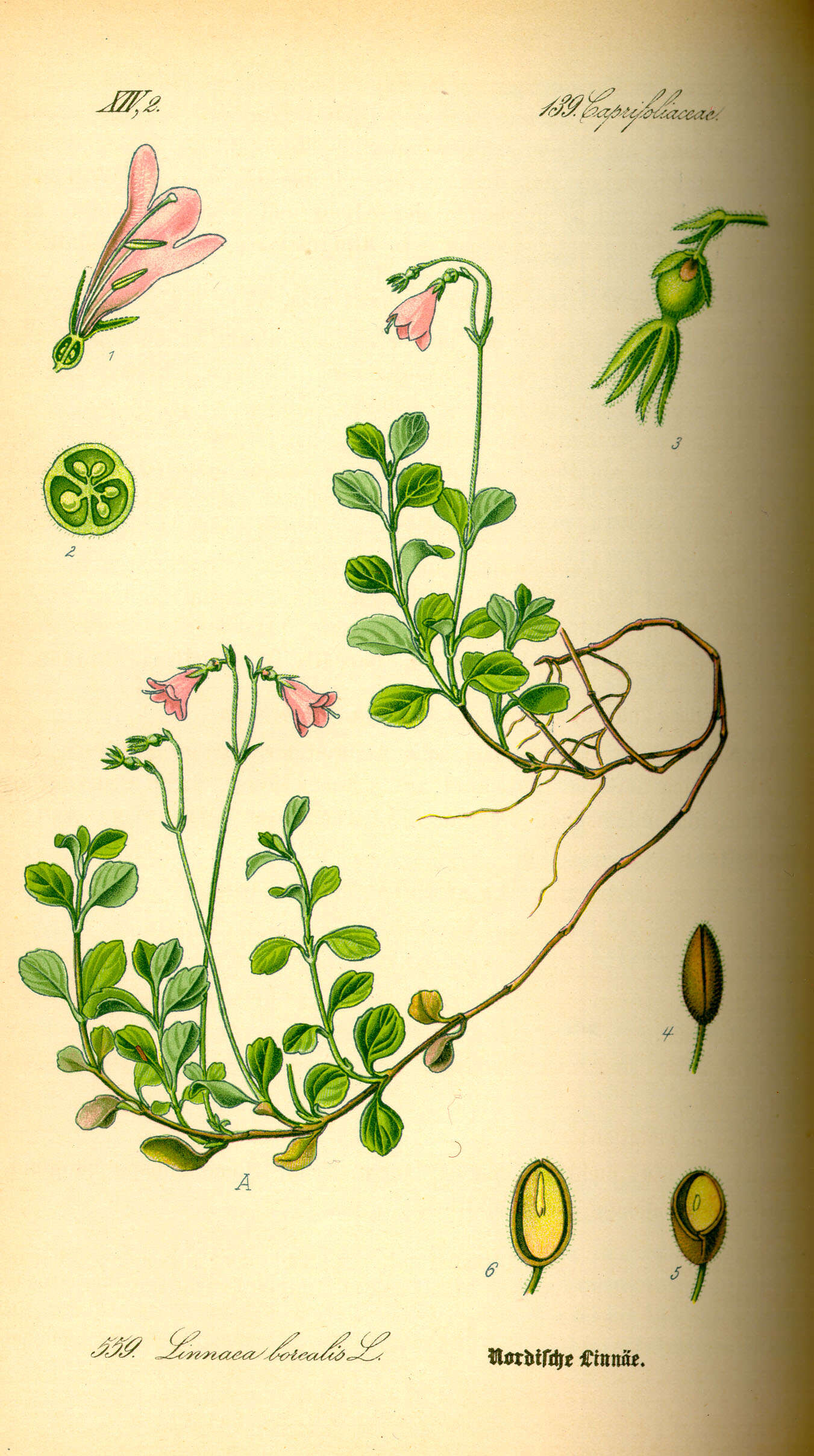 Image of Twinflower