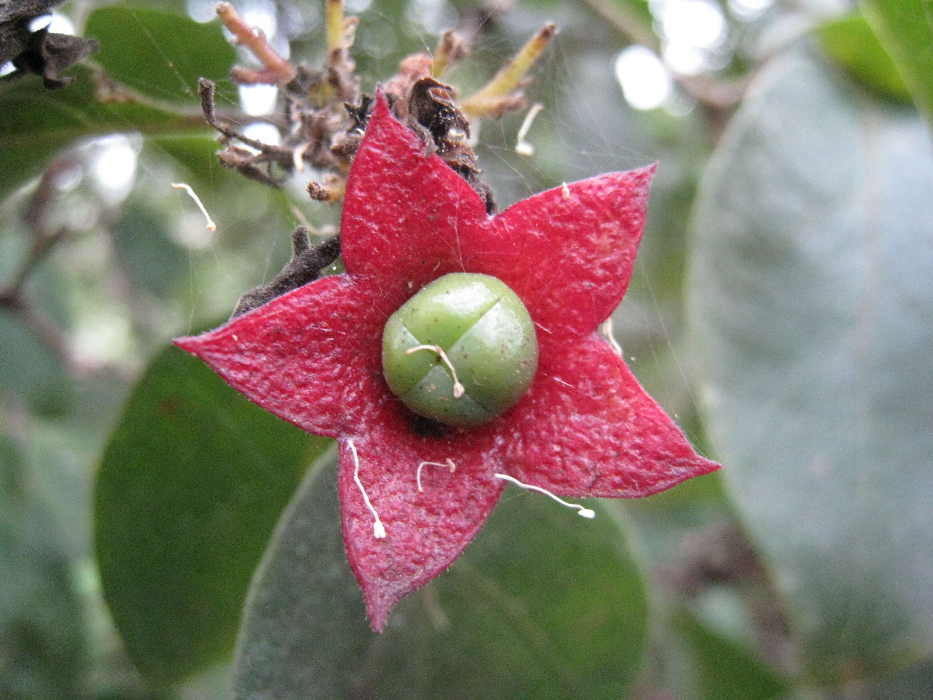 Image of Clerodendrum tomentosum (Vent.) R. Br.