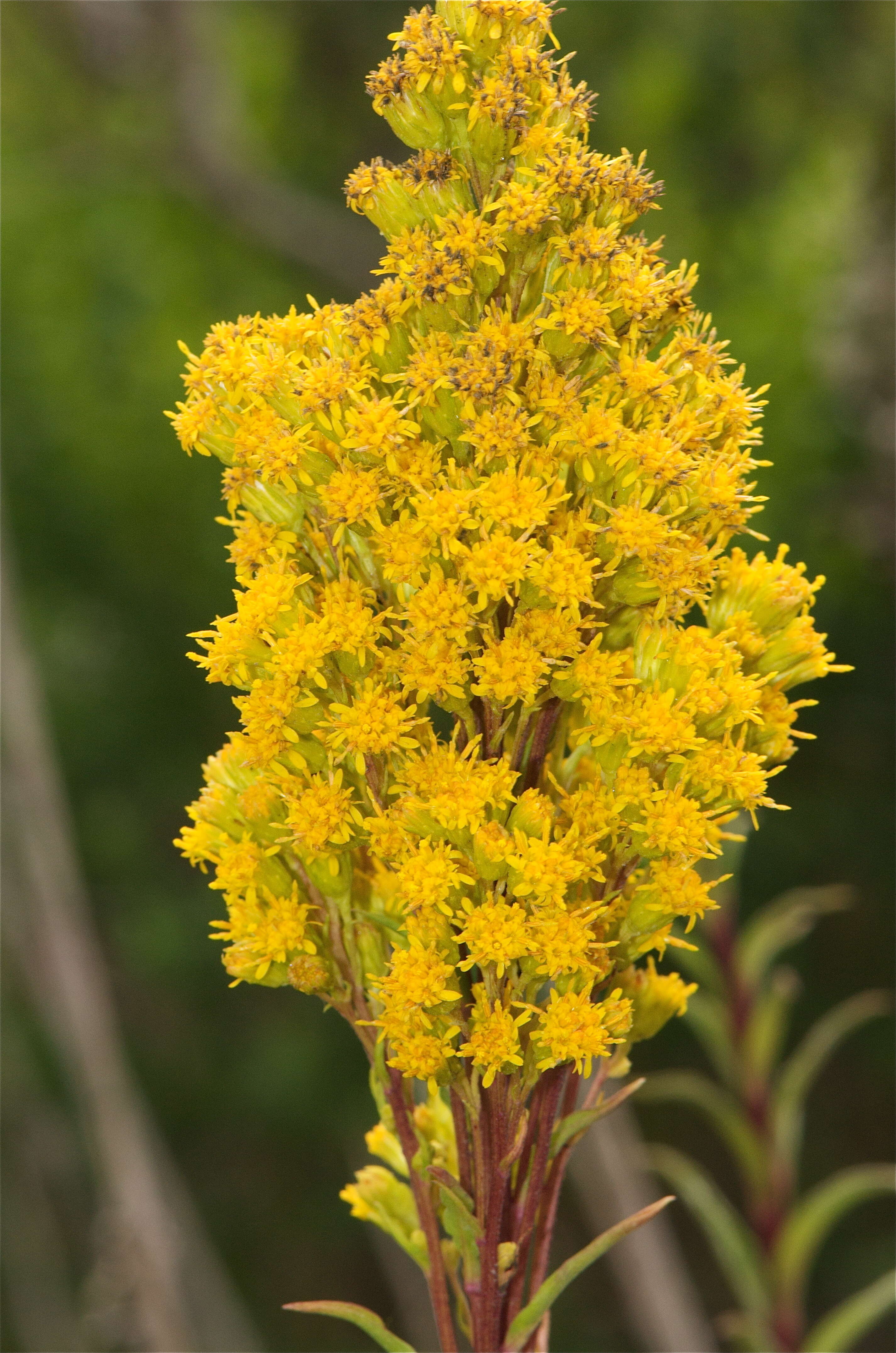 Image of Southern Goldenrod