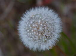 Слика од Taraxacum erythrospermum Andrz. ex Bess.