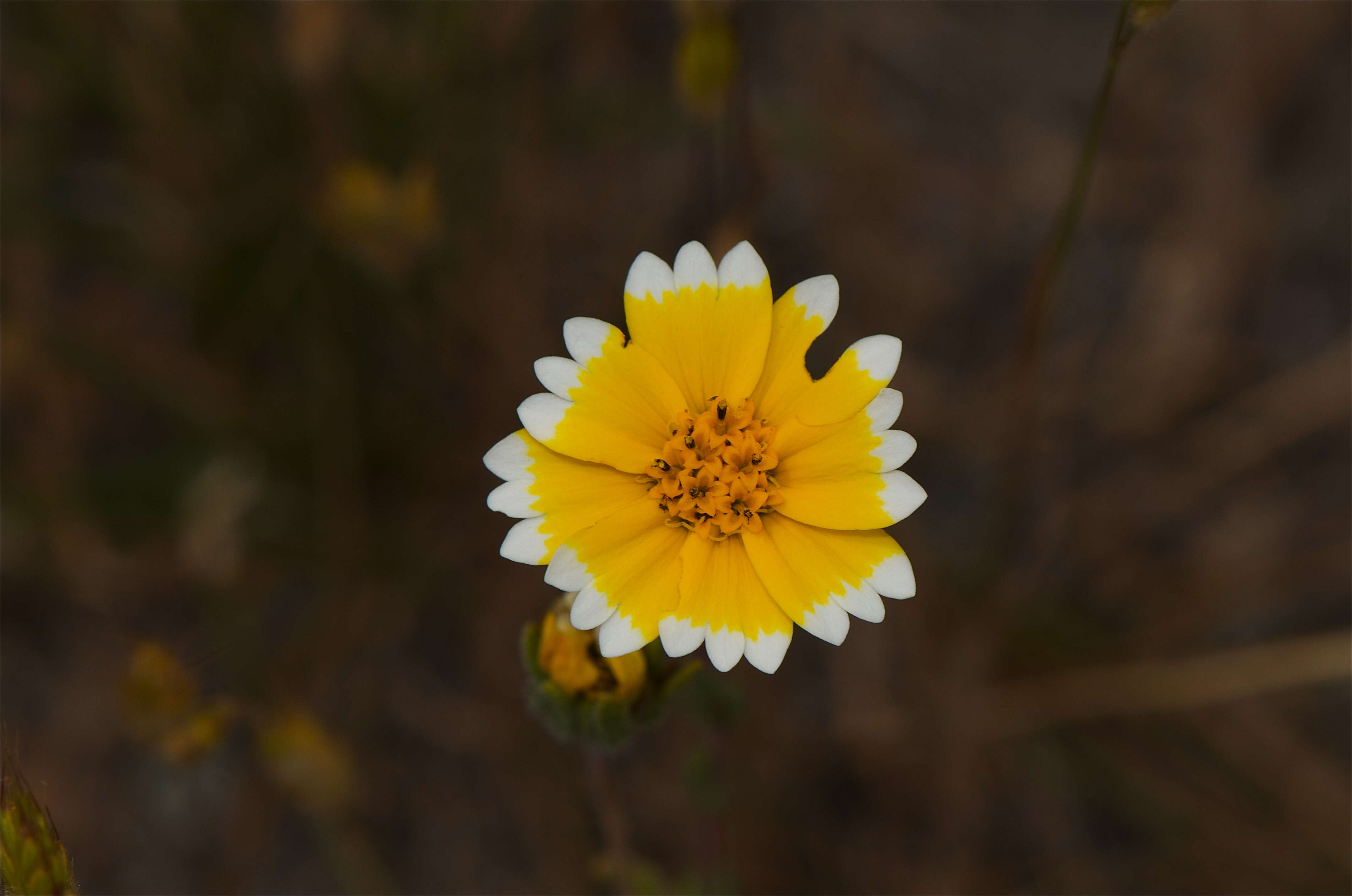 Слика од Layia chrysanthemoides (DC.) A. Gray