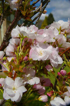 Image of Prunus serrula Franch.