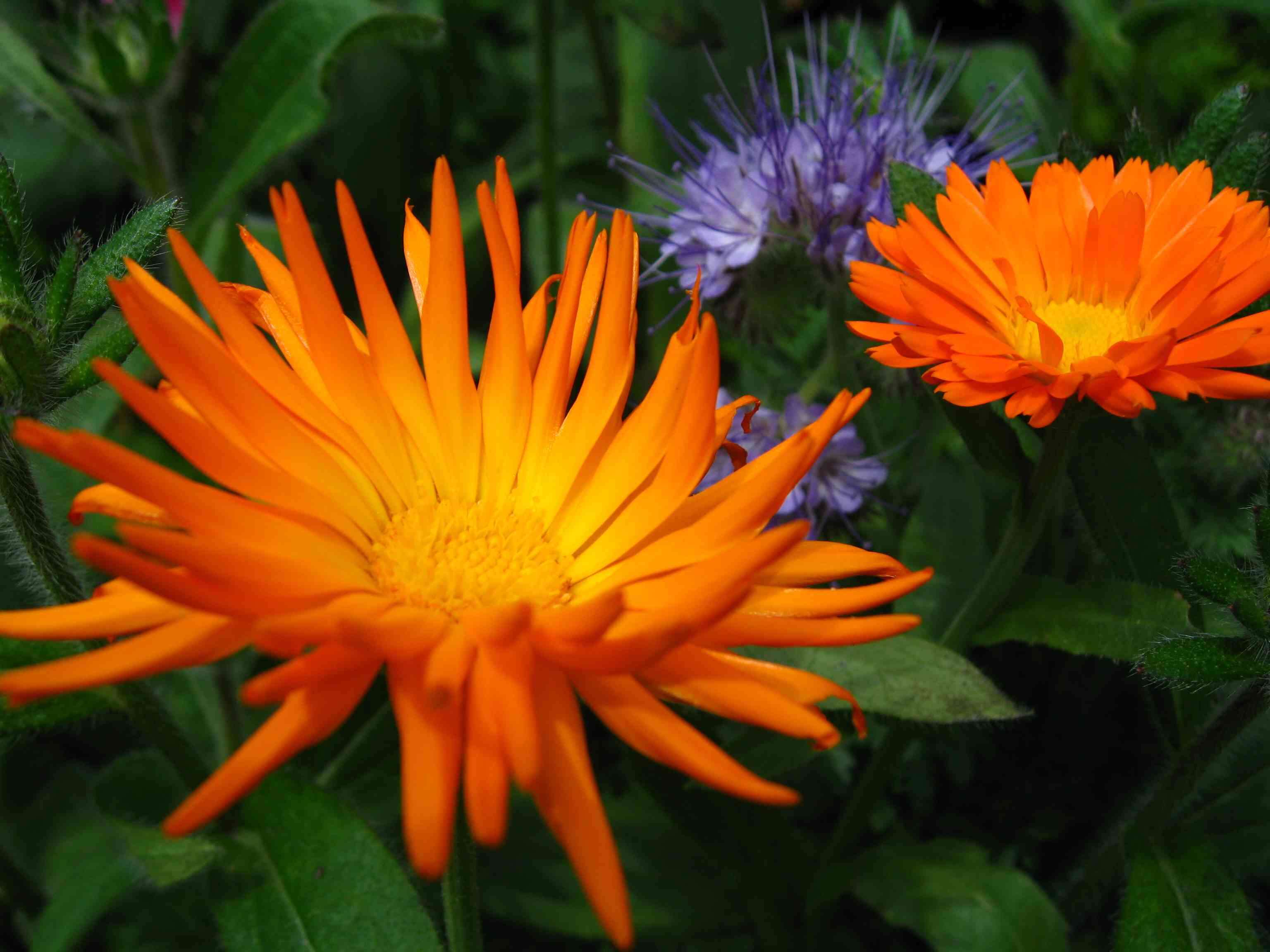 Image de Phacélie à feuilles de tanaisie