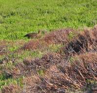 Image of Red Grouse