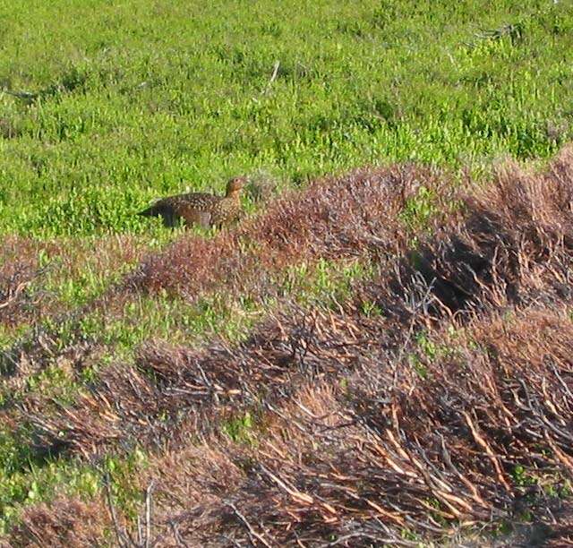 Image of Red Grouse