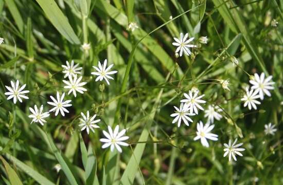 Imagem de Stellaria graminea L.