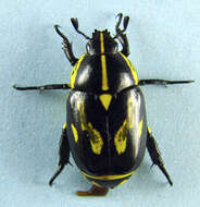 Image of Rutela lineola (Linnaeus 1758)