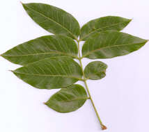 Image of Dysoxylum mollissimum Bl.