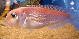 Image of Ribbed tilefish