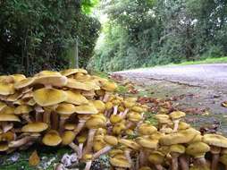 Image of Honey Fungus