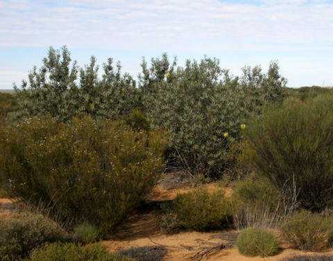 Sivun Banksia rosserae Olde & Marriott kuva