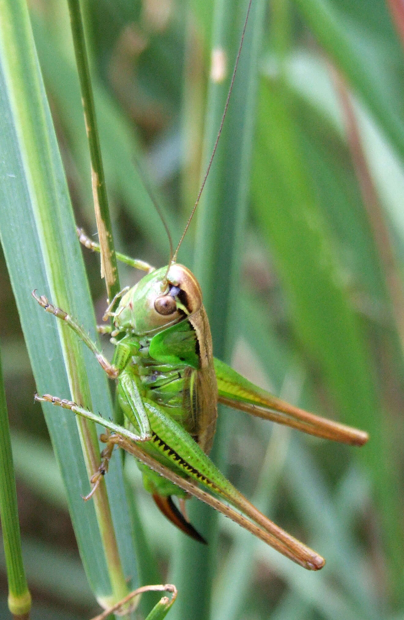 Image of Bicolorana bicolor (Philippi 1830)